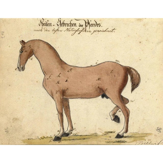 Leopold Billek, Ailments of Horses, 1820, Original Watercolour Painting For Sale - Image 3 of 3