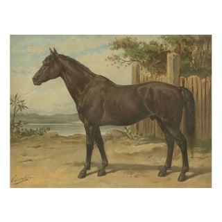 After Otto Eerelman, Australian Horse, 1898, Lithograph on Paper For Sale