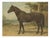 After Otto Eerelman, Australian Horse, 1898, Lithograph on Paper For Sale