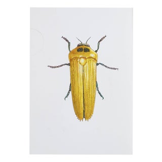 Juris Utans, Indian Beetle, 2021, Mixed Media on Paper For Sale