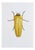 Juris Utans, Indian Beetle, 2021, Mixed Media on Paper For Sale