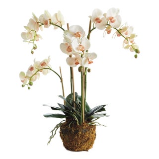 Phalaenopsis Orchid Drop-In 30" For Sale