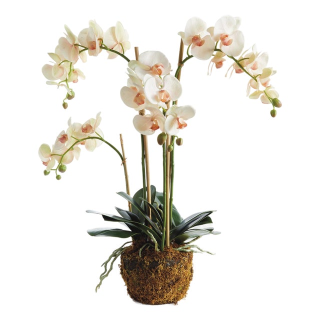 Phalaenopsis Orchid Drop-In 30" For Sale