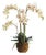 Phalaenopsis Orchid Drop-In 30" For Sale