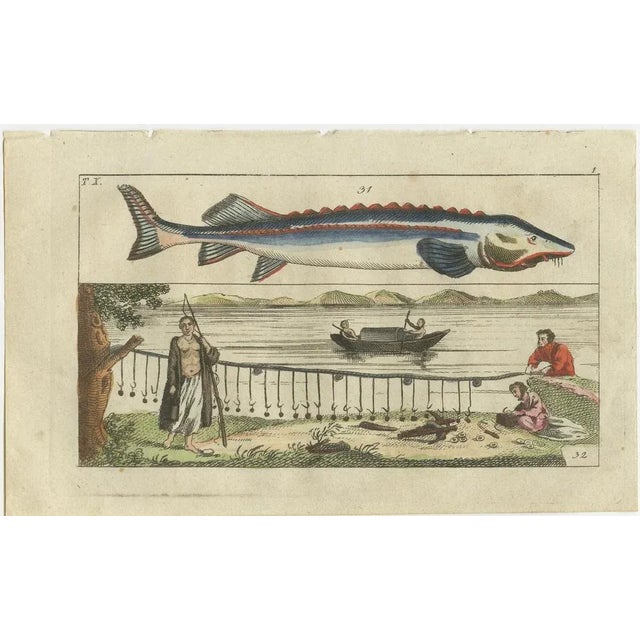 Set of four original antique fish prints. Beluga sturgeon, Huso huso, and fishing methods with hook and line. Atlantic...