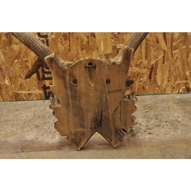 Antique Black Forest Victorian Wall Mounted Taxidermy Large Deer Skull & Antlers For Sale - Image 15 of 17