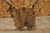 Antique Black Forest Victorian Wall Mounted Taxidermy Large Deer Skull & Antlers For Sale - Image 15 of 17