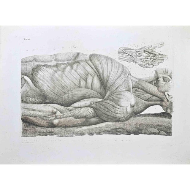 Paolo Mascagni, Anatomy, Plate 11, Etching, 1810 For Sale