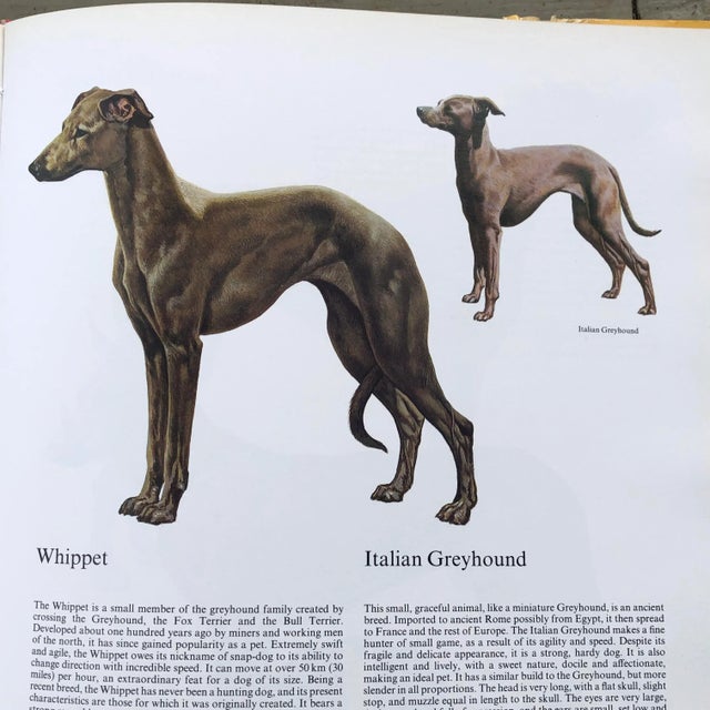 Maroon 1980s Dogs of the World by Maurizio Bongianni & Concetta Mori For Sale - Image 8 of 13