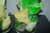2010s Glass Rock Lamp Sculptures in Yellow & Green For Sale - Image 5 of 9