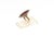 Antique Victorian 14k Gold Garnet and Seed Pearl Navette Ring, Size 5 For Sale - Image 4 of 12