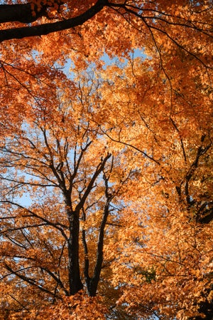 Contemporary Minimalist 'Orange Fall Foliage', Large 24 X 36" Fine Art Photography Print