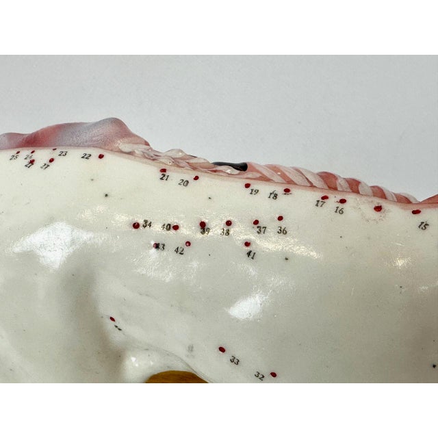 Vintage Vinyl Dog Acupuncture Model, 1970s For Sale - Image 14 of 16