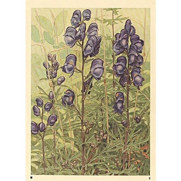 This is a 1945 botanical lithograph that was printed in Switzerland. It is a watercolor, numbered, and signed plate from a...
