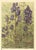 This is a 1945 botanical lithograph that was printed in Switzerland. It is a watercolor, numbered, and signed plate from a...