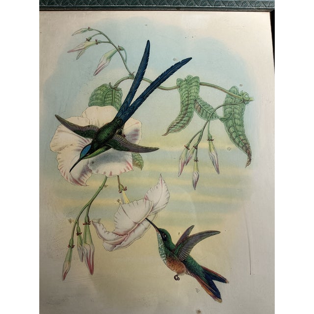 Mid 20th Century Framed Vintage Ibf Co. Hummingbird Lithograph, Hollywood Picture Frame Co., Mid-Century Botanical Fine Art For Sale - Image 5 of 11