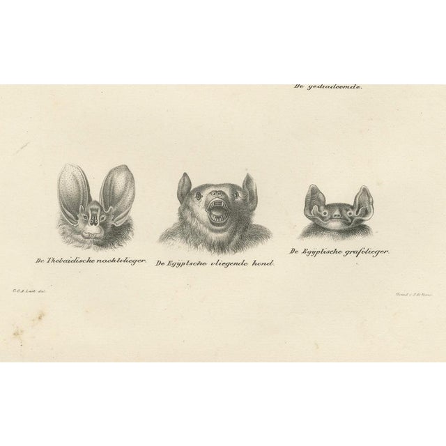 C.C.A. Last, Facial Studies of Bats, 1836, Lithographs on Paper, Set of 2 For Sale - Image 4 of 11