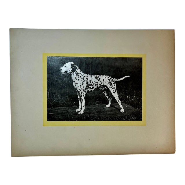 1930s Vintage Dalmatian Dog Print For Sale