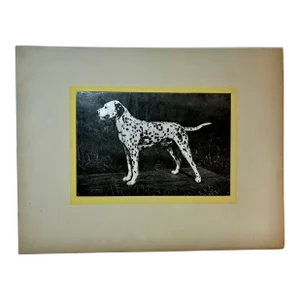 1930s Vintage Dalmatian Dog Print