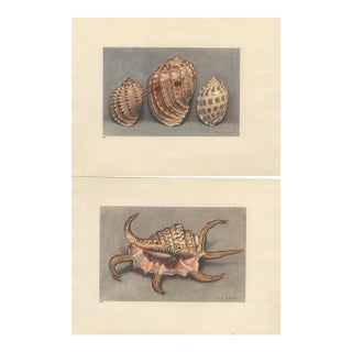 1935 Rare Set of 2 French Lithographs- Sea Shells For Sale