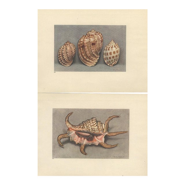 1935 Rare Set of 2 French Lithographs- Sea Shells For Sale