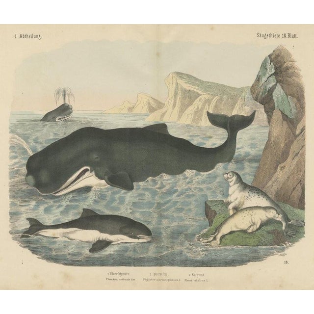Carl Friedrich August, Sperm Whale with Porpoise and Seals, Kolb Mammals, 1890, Print For Sale - Image 12 of 12