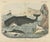Carl Friedrich August, Sperm Whale with Porpoise and Seals, Kolb Mammals, 1890, Print For Sale - Image 12 of 12