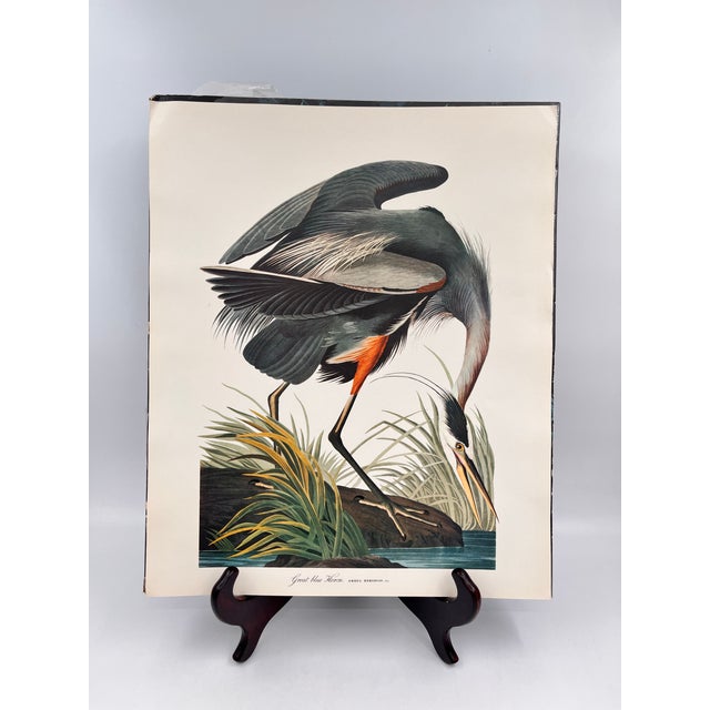 American 1964 Audubon Folio Lithograph Great Bird Paintings – “Great Blue Heron” 17x14 For Sale - Image 3 of 7