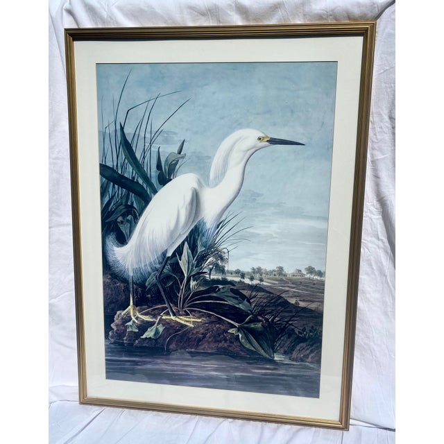 John James Audubon Vintage Ornithological Snowy Heron/White Egret Print Beautifully Matted and Framed Excellent Condition. For Sale - Image 10 of 14