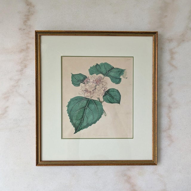 Illustration 19th C Reproduction Botanical Engraving Framed For Sale - Image 3 of 8