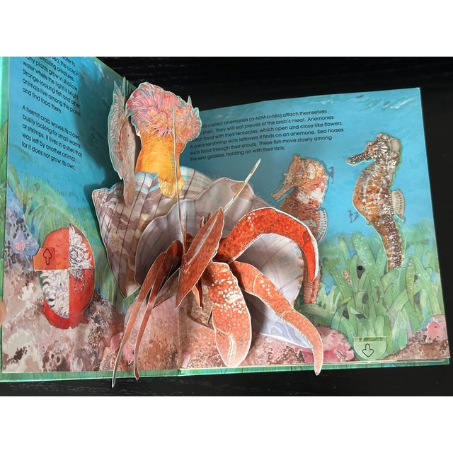 Sea Animal Pop Up Book For Sale In New York - Image 6 of 8