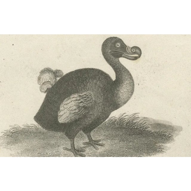 After Sydenham Edwards, Extinct Dodo and an Ostrich, 1805, Copperplate Engraving For Sale - Image 6 of 10