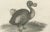 After Sydenham Edwards, Extinct Dodo and an Ostrich, 1805, Copperplate Engraving For Sale - Image 6 of 10