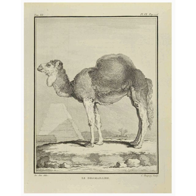 Le Dromadaire is an etching realized by Jean Charles Baquoy in 1771. It belongs to the suite "Histoire Naturelle de...