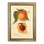 Peach "Highland Beauty" Botanical Framed Print For Sale