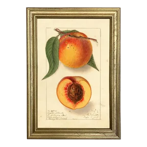Peach "Highland Beauty" Botanical Framed Print