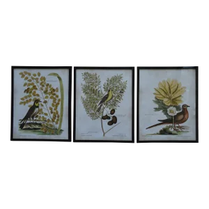 Vintage Prints 1970s Set of 3 Birds Etchings Black Vinyl Frames French Tone