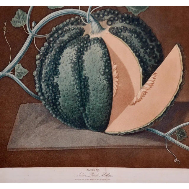 Silver Rock Melon: A Framed 19th C. Color Engraving by George Brookshaw , 1812 For Sale - Image 4 of 8