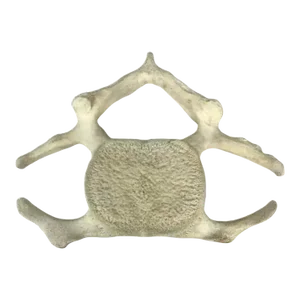 Fossilized Whale Vertebrae
