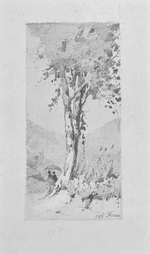 Carlo Ferrari, The Big Tree, Pencil Drawing, 1899