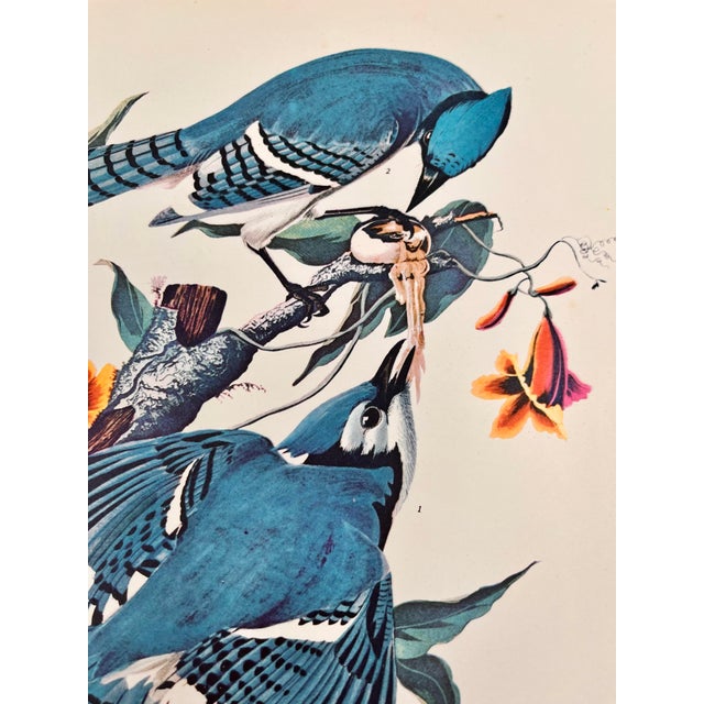 John James Audubon 1964 Audubon Folio Lithograph Great Bird Paintings – “Blue Jay” 17x14 For Sale - Image 4 of 6