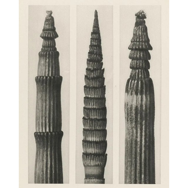 Black Reproduction Blossfeldt Botanical Photographs - Set of 9 For Sale - Image 8 of 11