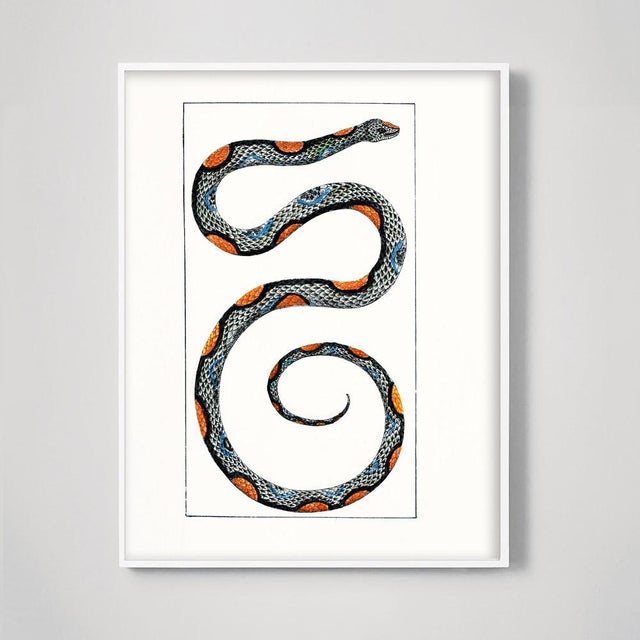 This skinny snake has glam and vintage charm. An almost abstract illustration and perfectly composed. Restored from the...