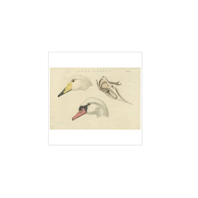 Antique print titled 'anas cygnus tab. Ii'. Swans are birds of the family anatidae within the genus cygnus. The swans'...