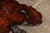 Mid 20th Century Live-Edge Burlwood Root Coffee Table For Sale In Chicago - Image 6 of 9