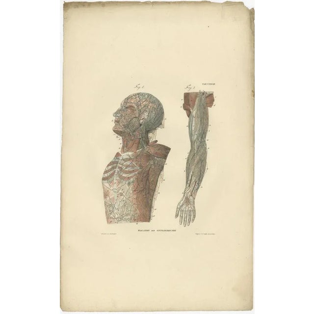 Anatomy Illustrations of Vessels and the Lymphatic System, 1839, Prints, Set of 13 For Sale - Image 3 of 15