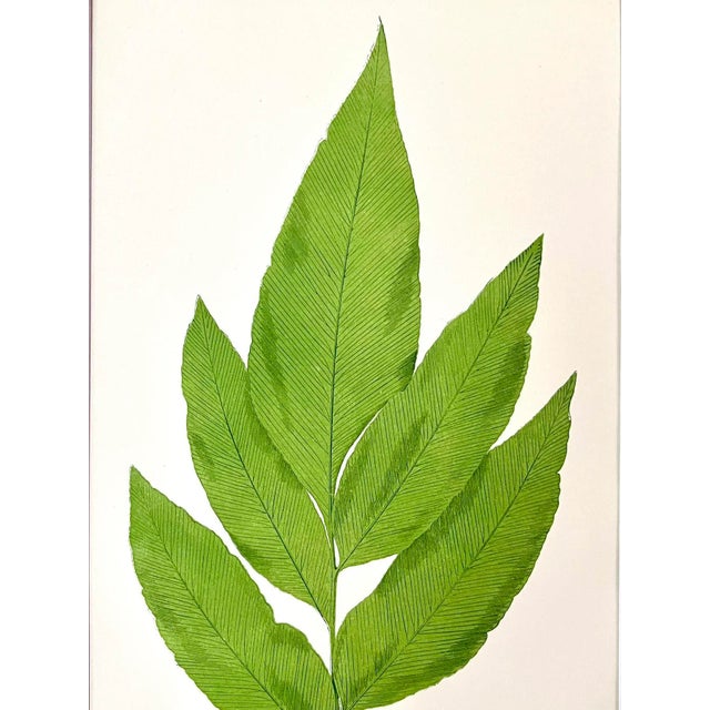 Antique Botanical Lithograph of a Fern Print by Edward J. Lowe London C.1867 For Sale - Image 4 of 5