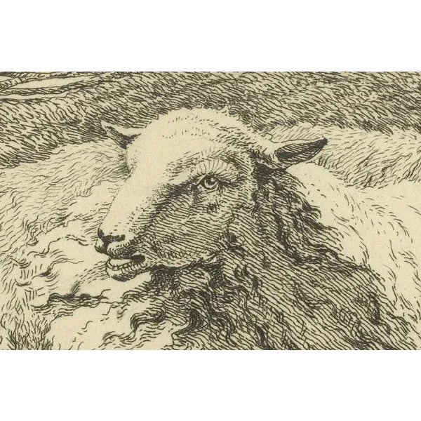 Early 19th Century Anthony Oberman, Serene Pastoral Scene with Two Resting Sheep, 1810, Etching on Paper For Sale - Image 5 of 8