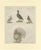 Wild Turkey and Pheasant and Helmeted Guineafowl and Curassow Bird, Paper For Sale - Image 6 of 6