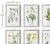 Kenneth Ludwig Chicago Perennial Floral Studies - Set of 6 For Sale - Image 4 of 4